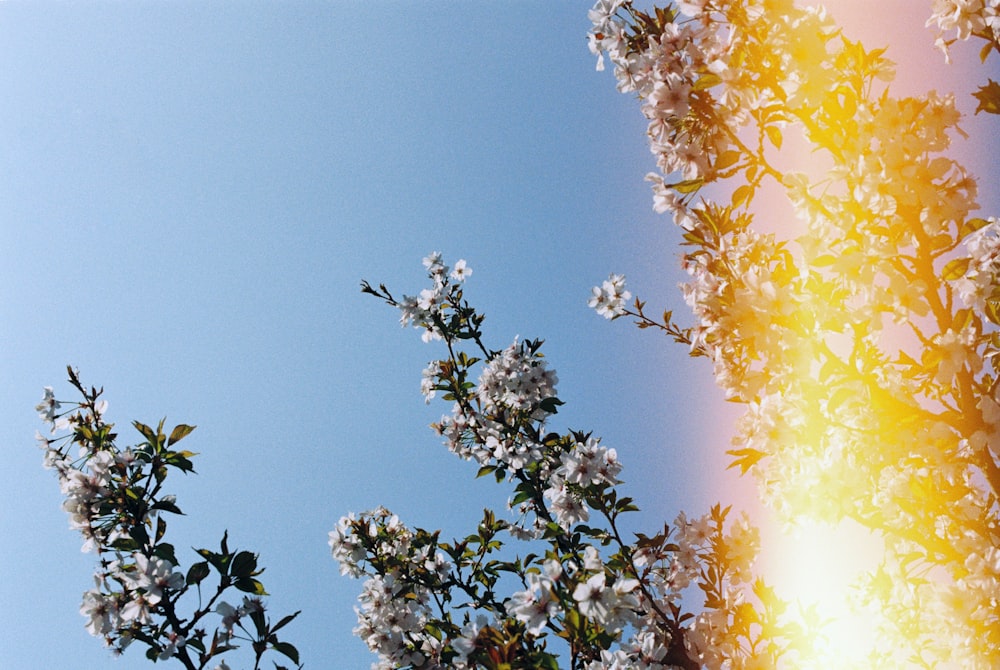 white flowering plant