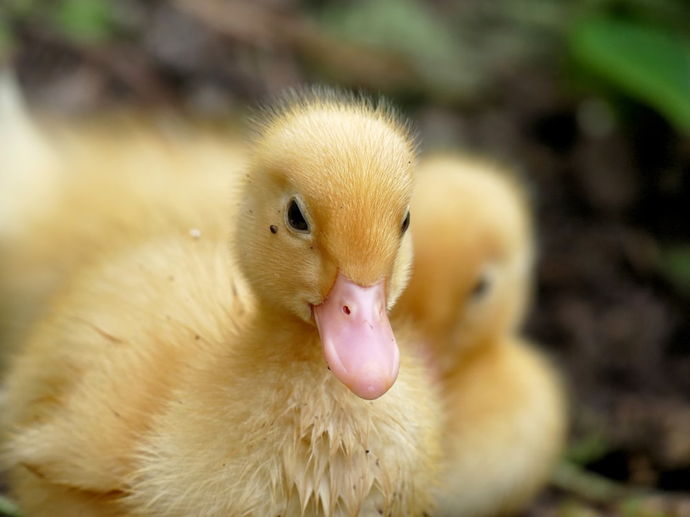 selective focus photography of yellow duckling