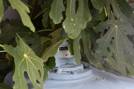 A utility meter partially obscured by large green leaves. The device displays numbers, indicating its purpose as a measurement tool. The surrounding foliage suggests it is located outdoors.