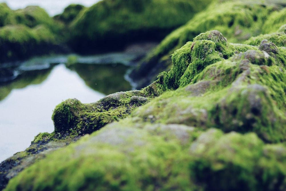 shallow focus photography of green grass