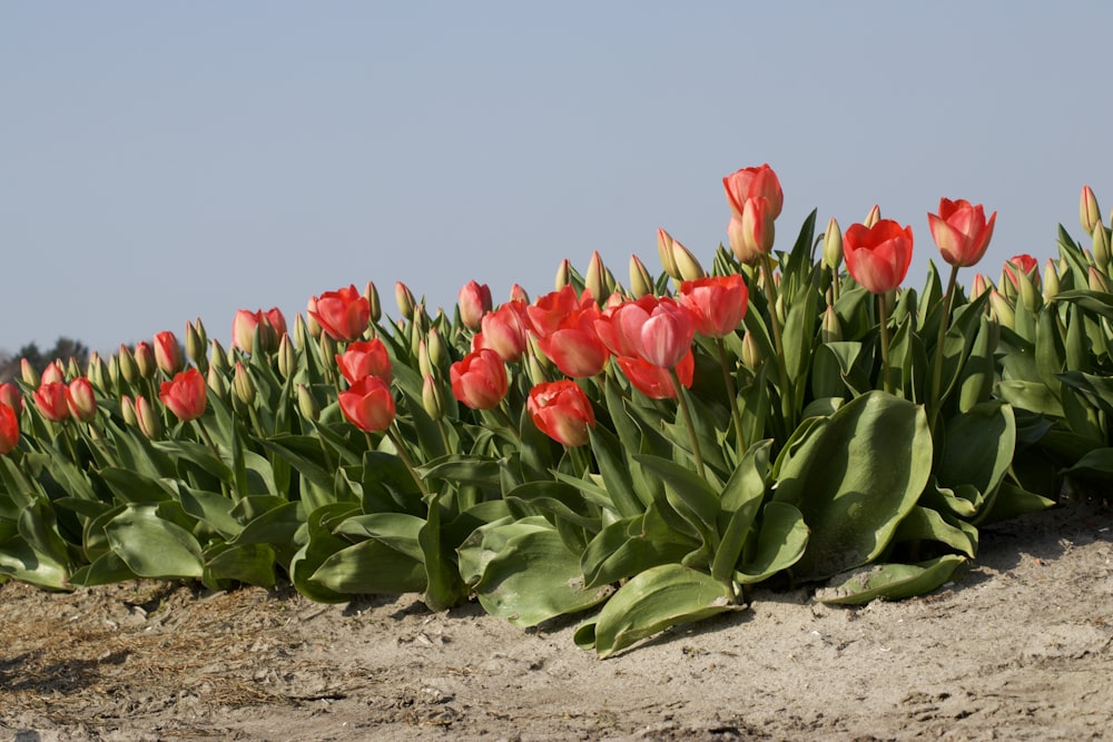 champ de fleurs de tulipes rouges pendant la journée