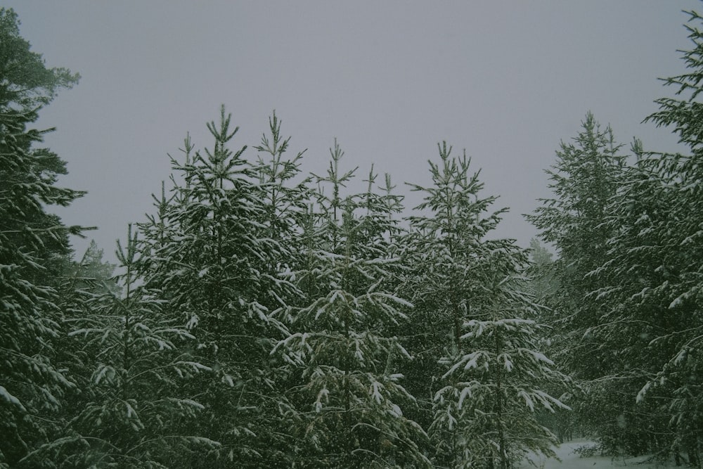 green-leafed trees