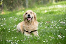 medium short-coated white dog lying on green grass field