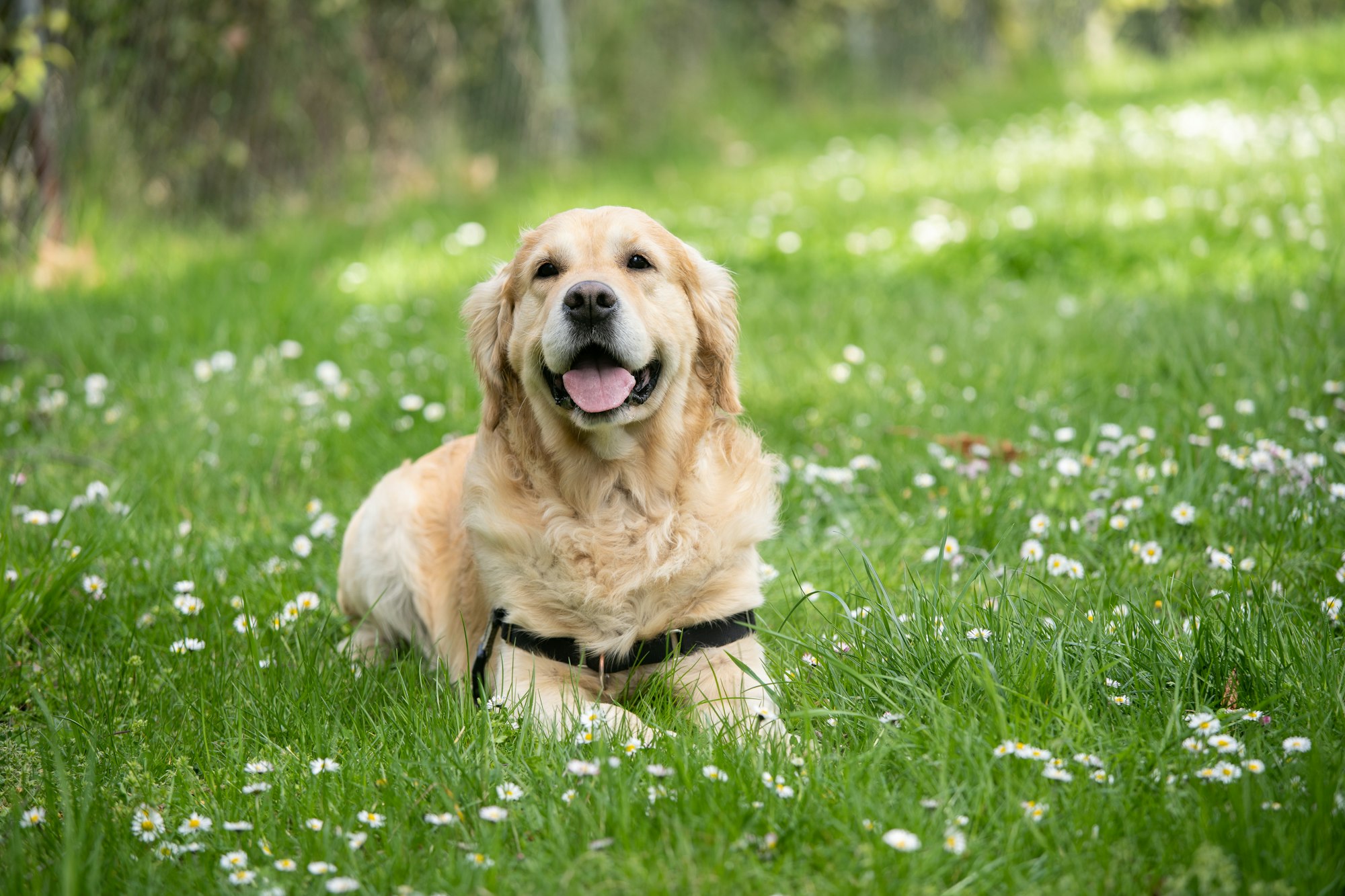 Natural Flea Repellent For Dogs