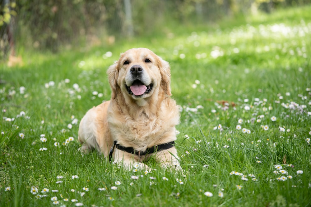 푸른 잔디밭에 누워있는 중간 짧은 털 흰 개