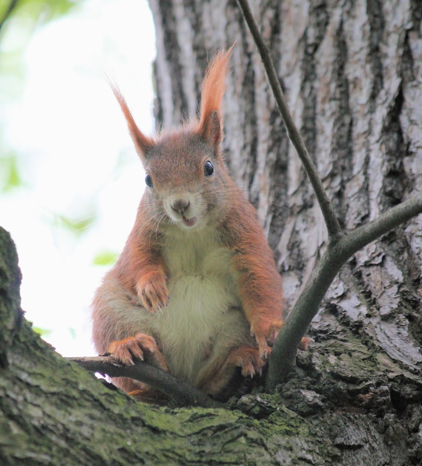 The Relationship Between Squirrels and Humans