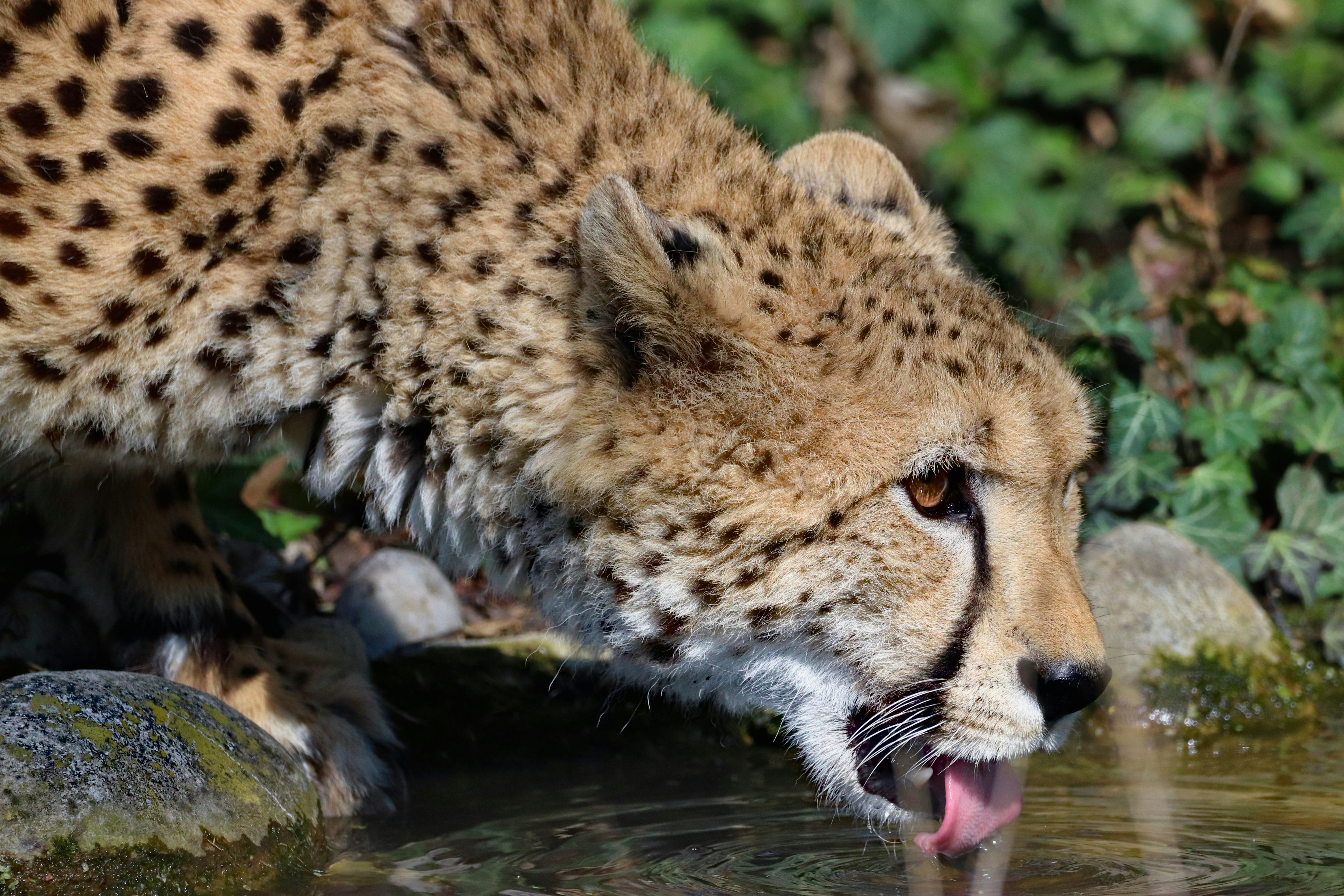 Cheetahs: Quick Dashes Through Water (image credits: unsplash)