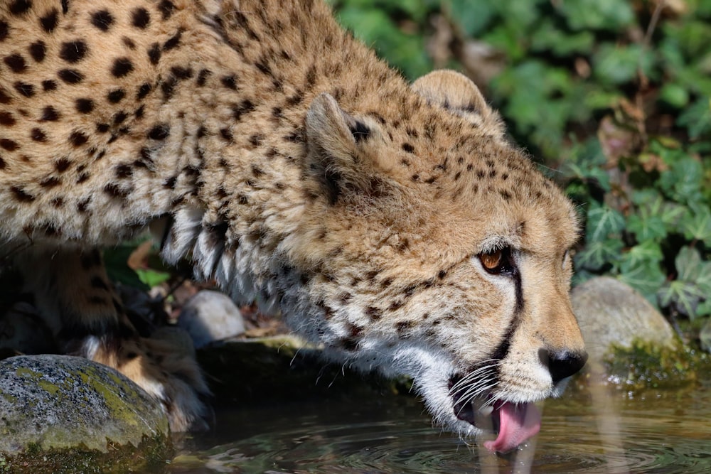 brown cheetah