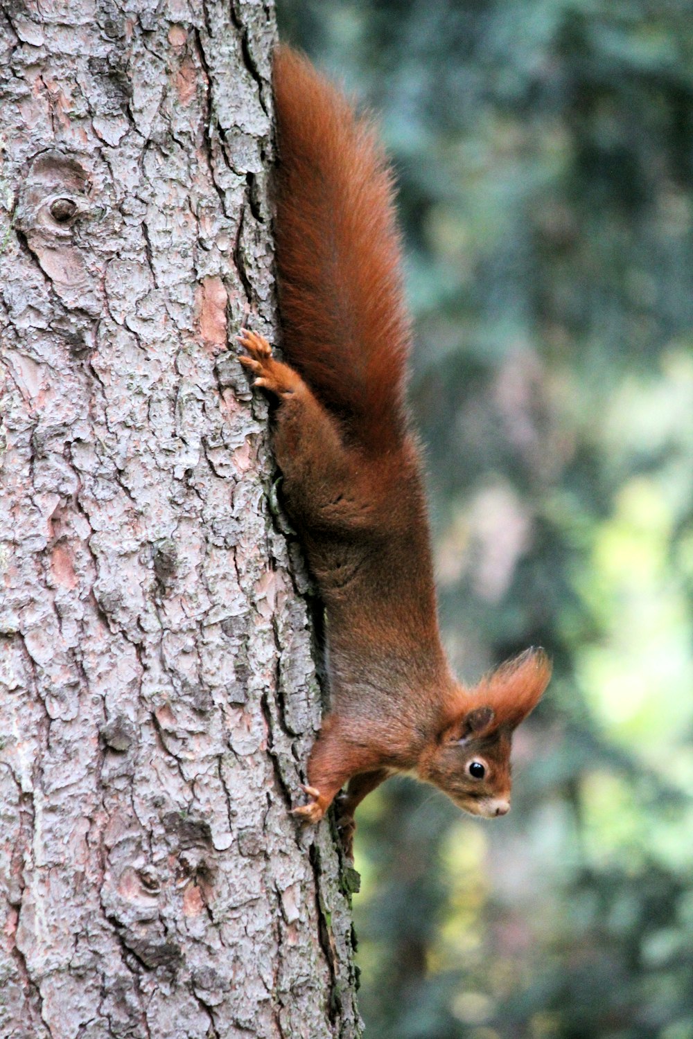 squirrel at the tree