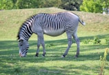 A zebra with distinctive black and white stripes grazes on a lush green field. The background features gentle hills and dense greenery, suggesting a natural habitat.