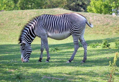 A zebra with distinctive black and white stripes grazes on a lush green field. The background features gentle hills and dense greenery, suggesting a natural habitat.