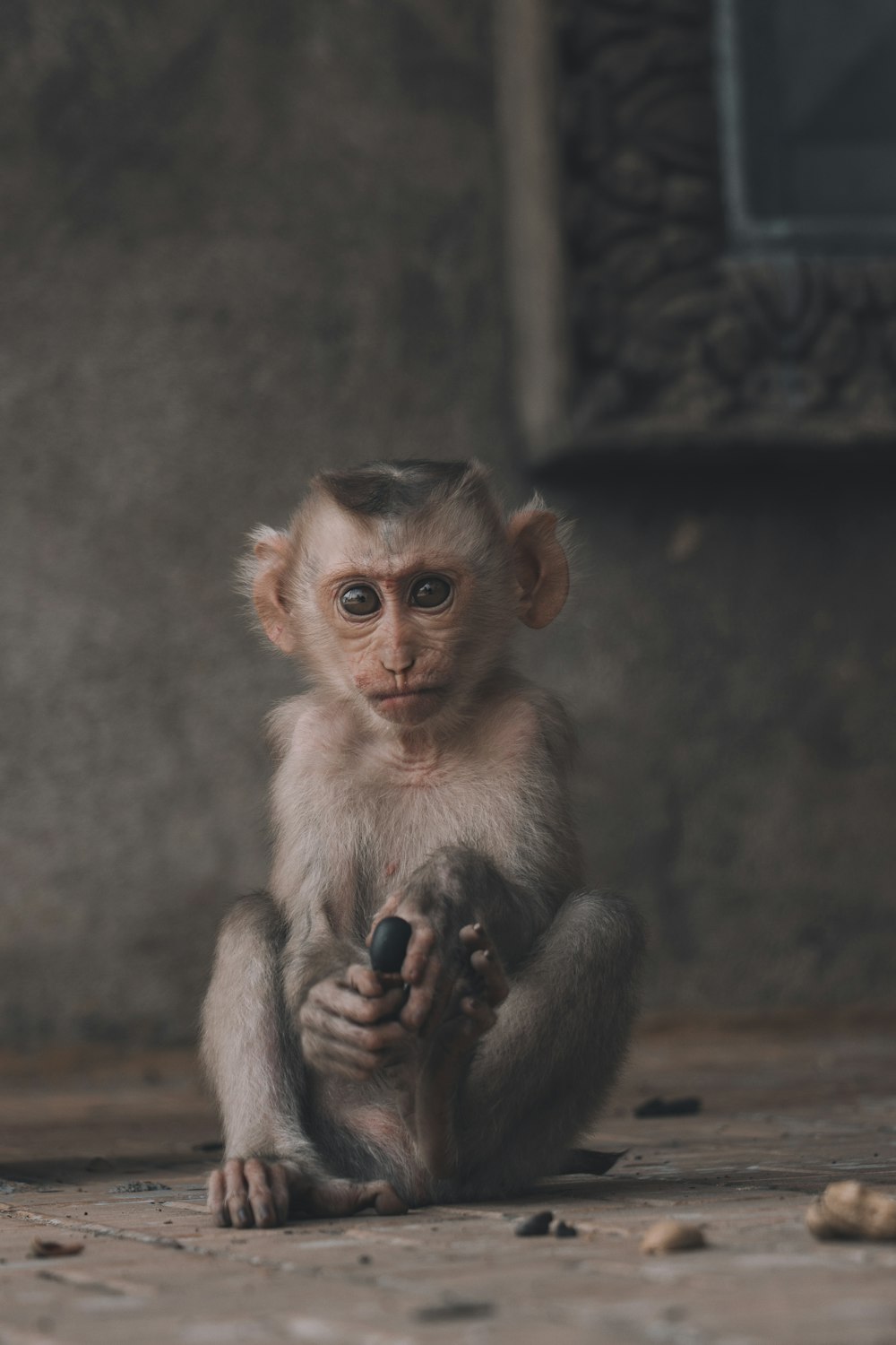 Macacos fofos, macacos bebês papel de parede HD