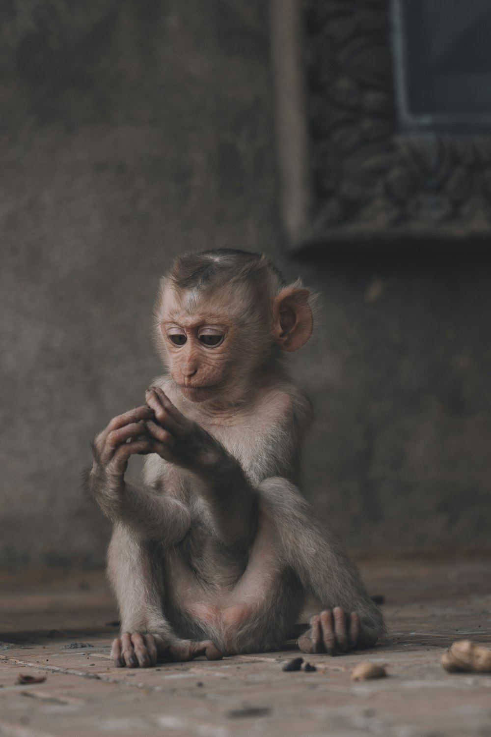 monkey sitting on floor