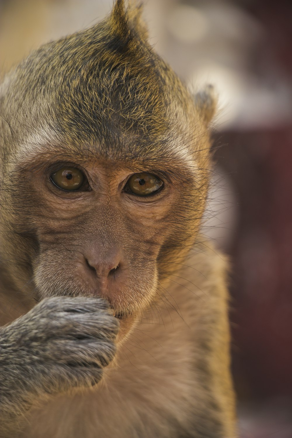 갈색 원숭이의 얕은 초점 사진