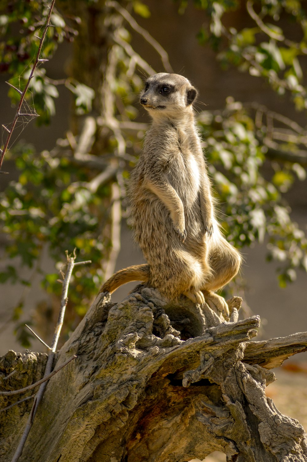 closeup photography of Meerkat on tree during daytime