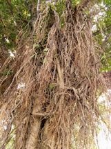 A serene banyan tree with sprawling roots symbolizing growth and connection.