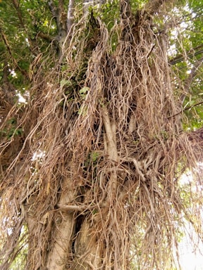A serene banyan tree with sprawling roots symbolizing growth and connection.