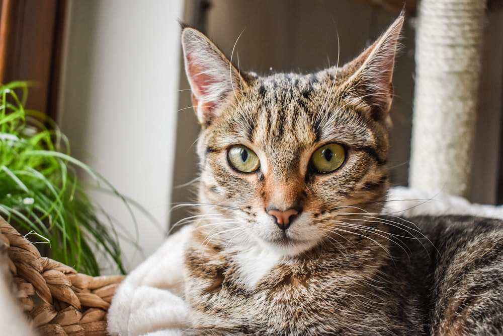 gato atigrado marrón reclinado cerca de la planta