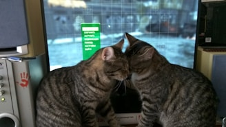 Two tabby cats are nuzzling each other in front of a computer screen displaying a game interface. The screen shows a paused game with options written in Cyrillic script. The cats are inside a room with a visible speaker on the left.