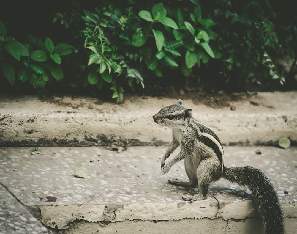 squirrel on concrete pavement