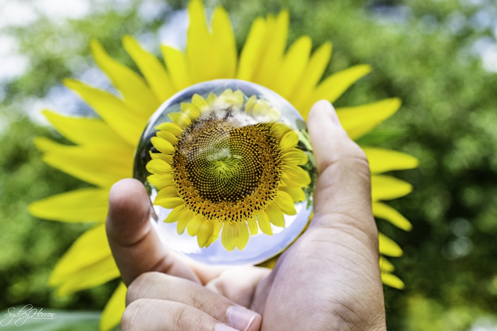 Bola de cristal de girasol