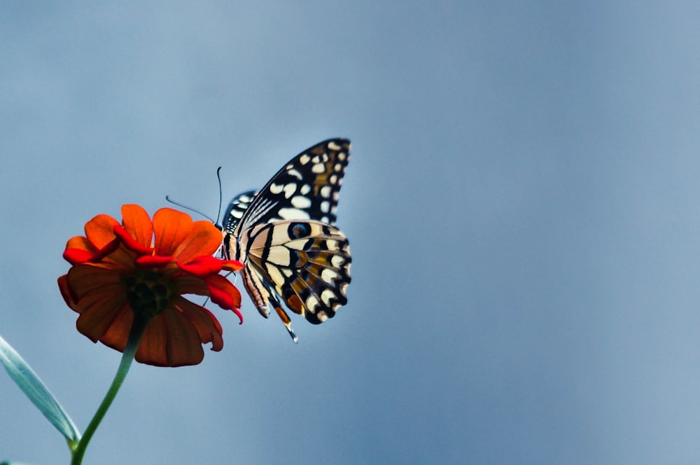 brown butterfly on red flower