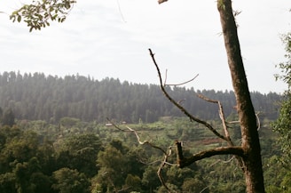 A vibrant forest landscape showcasing diverse tree species.