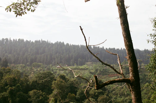 A dense forest with a variety of trees covering the landscape, displaying a lush green canopy. In the foreground, a bare tree with few branches stands out against the verdant background.