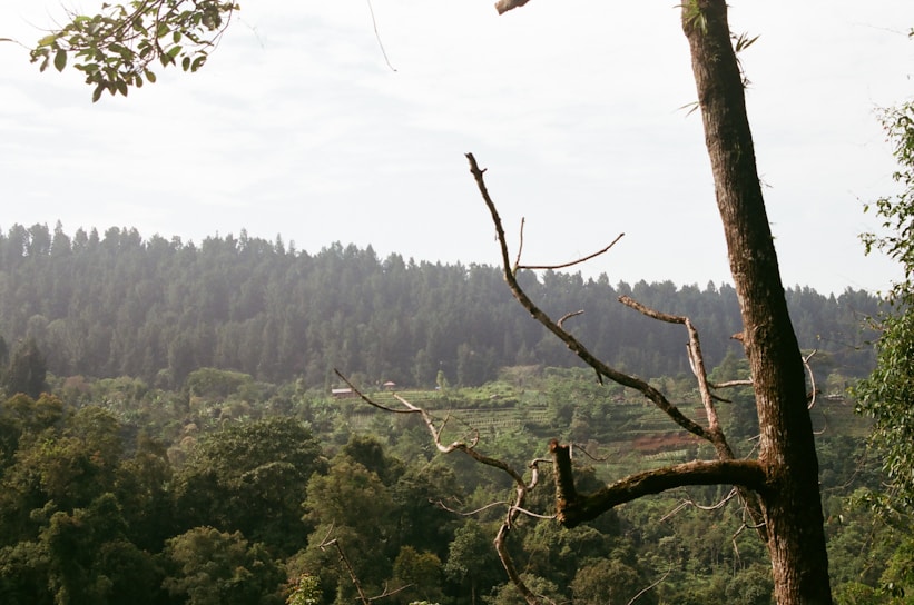 A vibrant forest landscape showcasing diverse tree species.