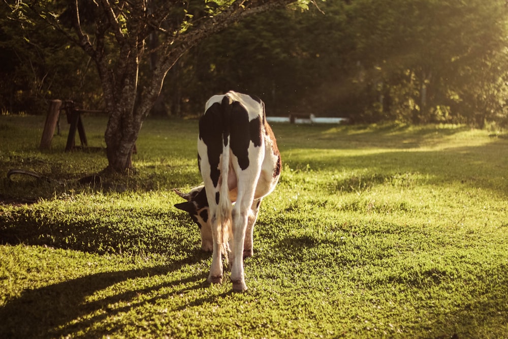 a brown and white cow standing on top of a lush green field