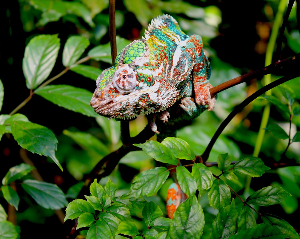 chameleon on tree branch