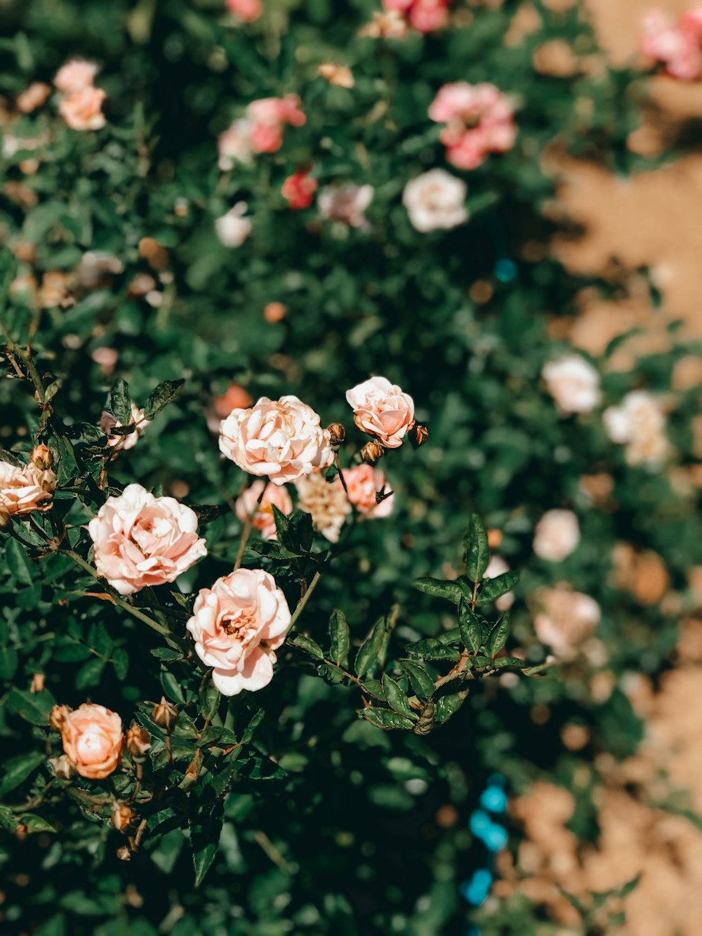 pink rose plants