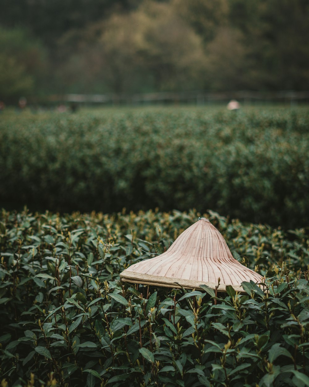 hat on green bushes