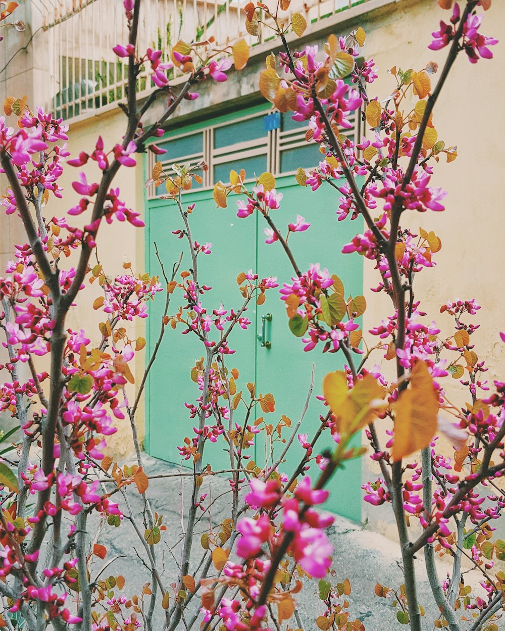 pink petaled flowers