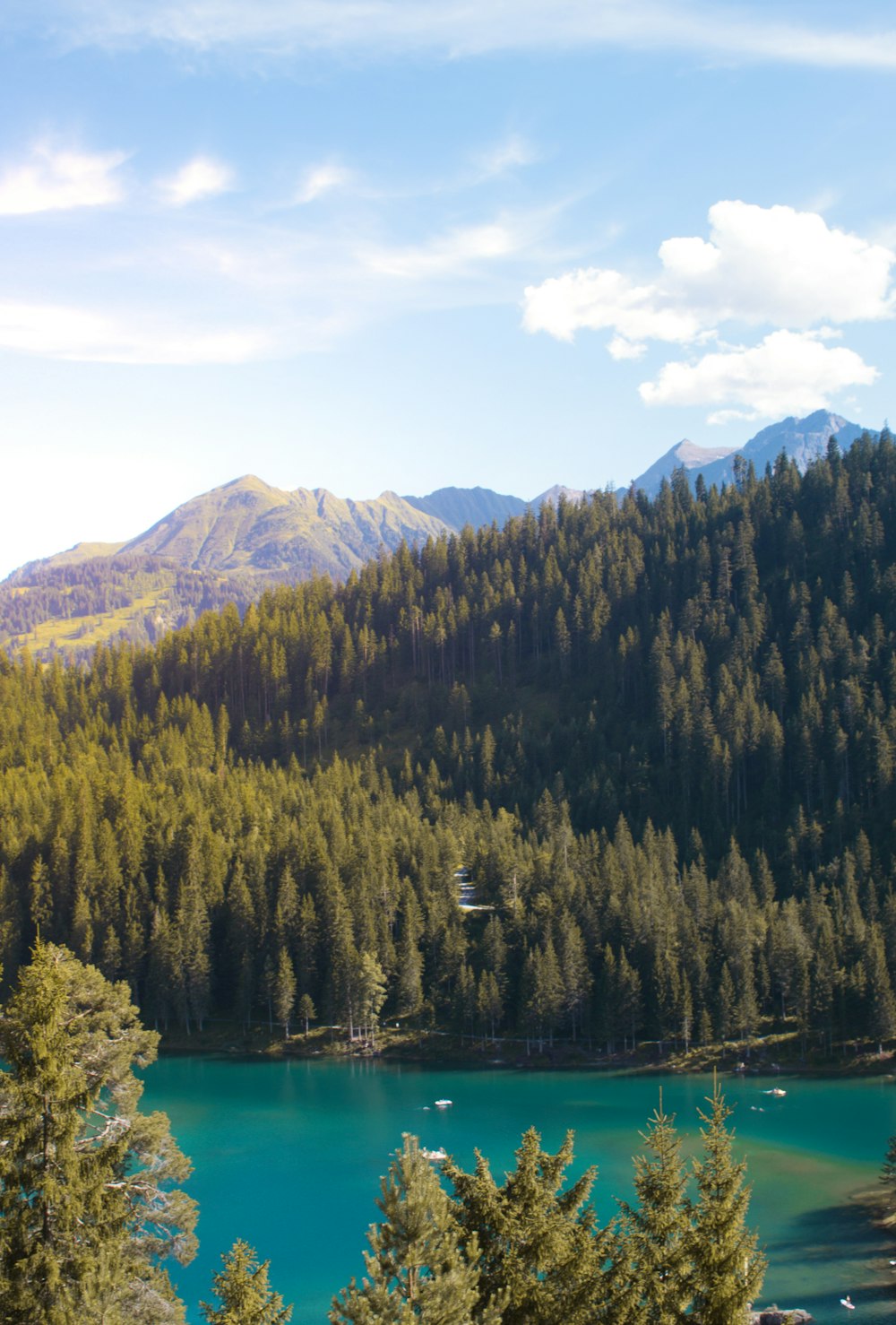 aerial photography of pine trees near body of water