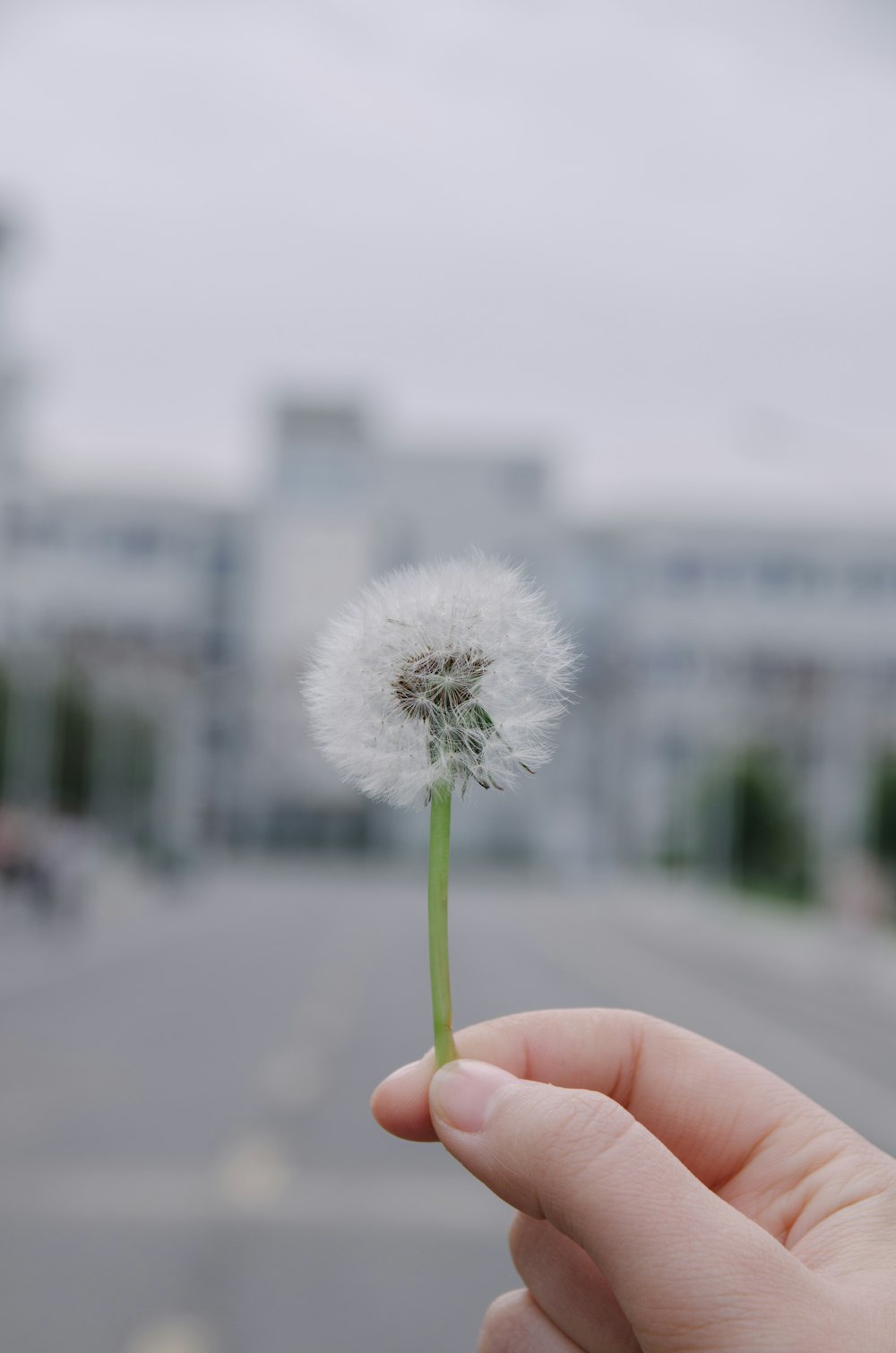 selective focus photography of person holding dandelion