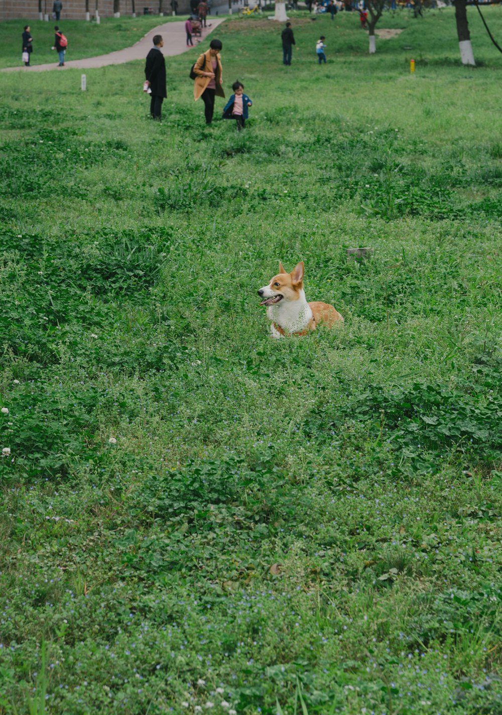 a dog laying in a field of green grass