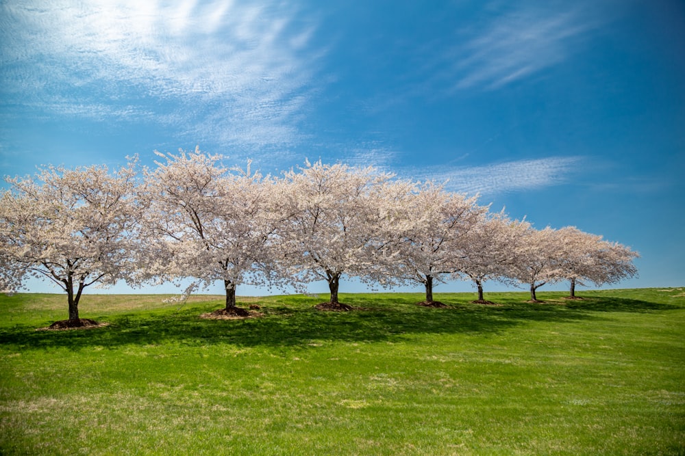seven cherry blossom trees under blue sky