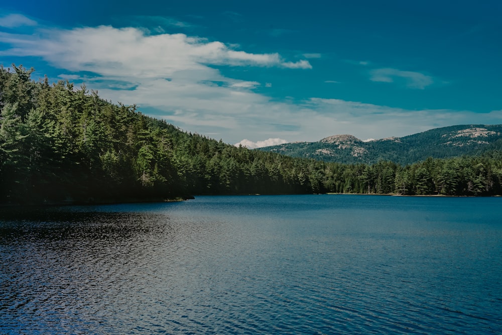 calm water near green trees at daytime