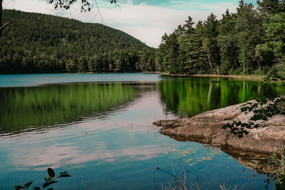 forest near body of water