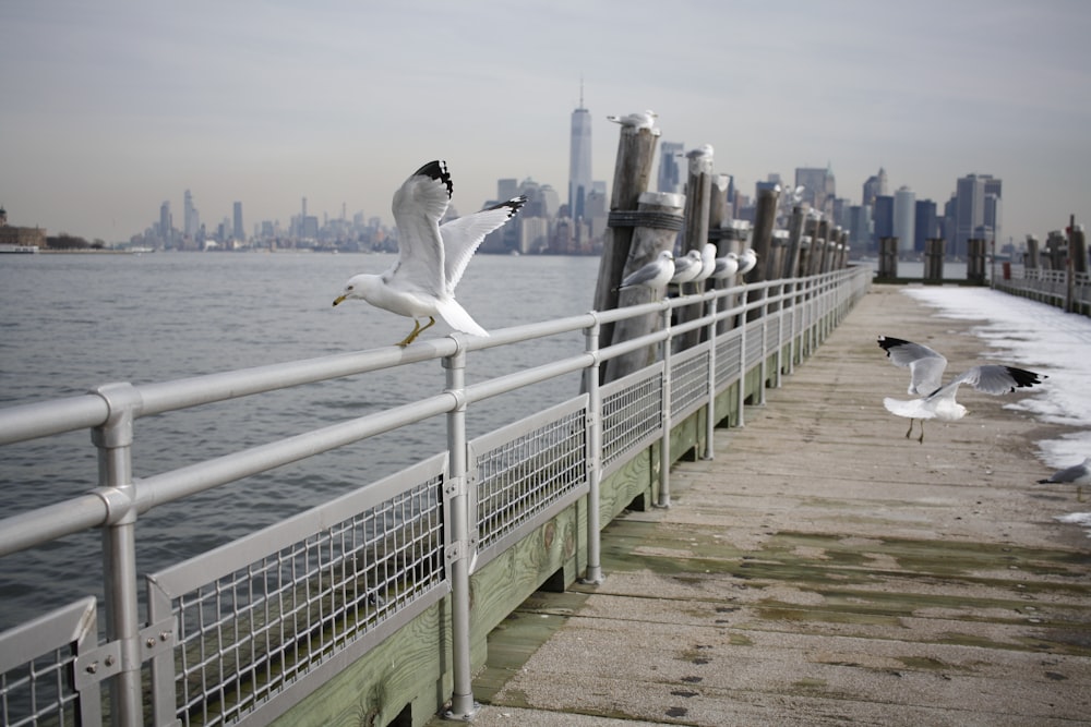 bird perching on grey rails