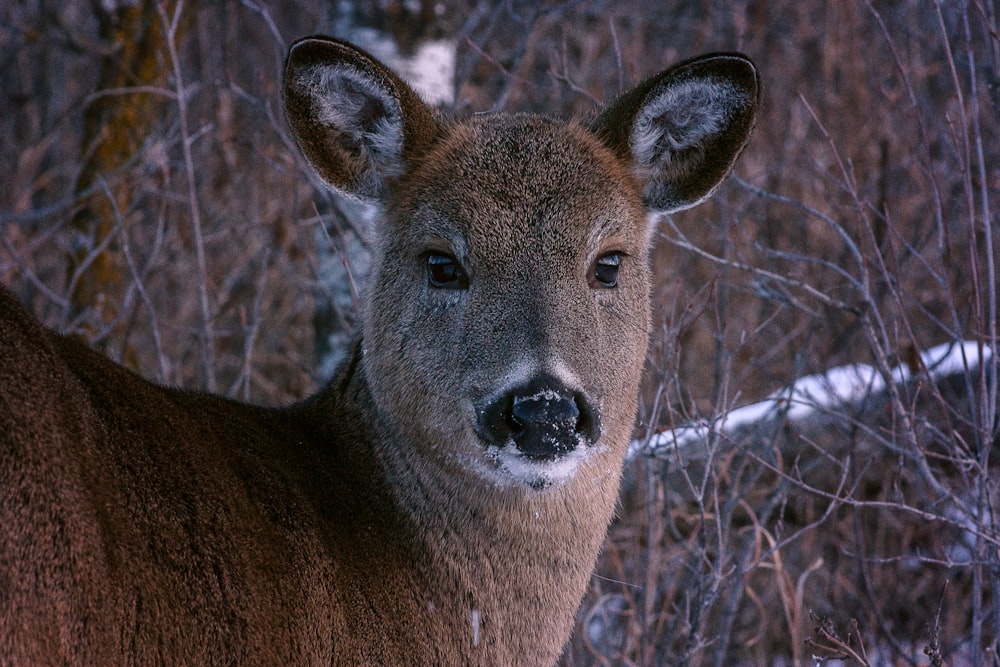 wildlife photography of brown animal