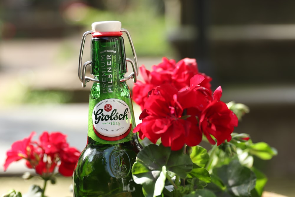 red petaled flower near green Grolsch bottle