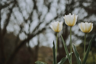 three white-and-yellow petaled flower