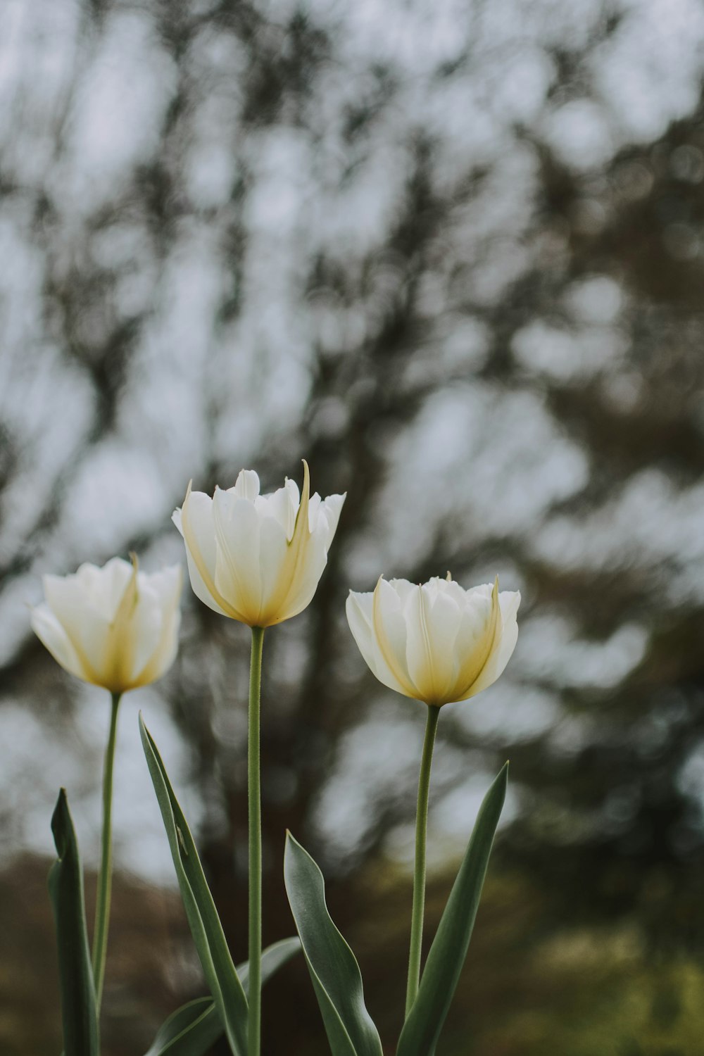 white-petaled floewr