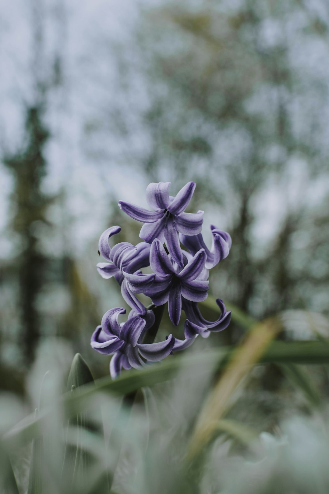 selective focus photography of blue-petaled flowers