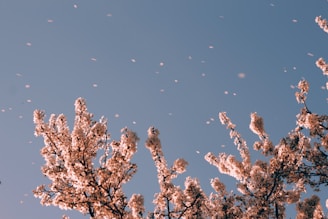 cherry blossoms