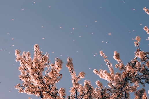 cherry blossoms