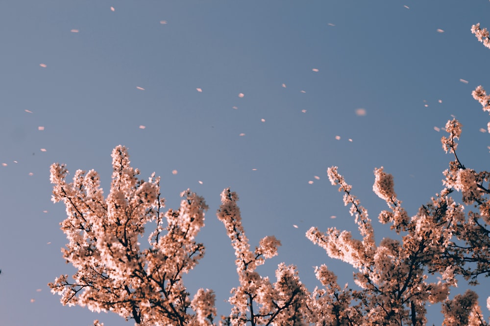 cherry blossoms