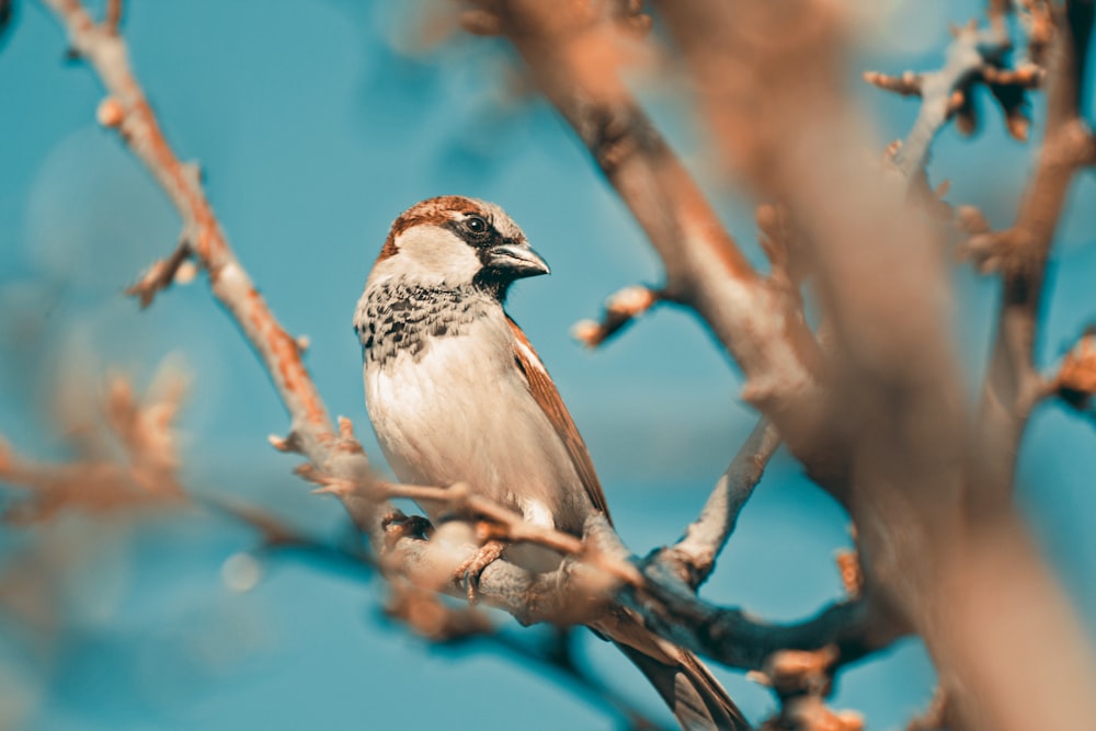 selective focus photography of brown and gray bird on tree branch